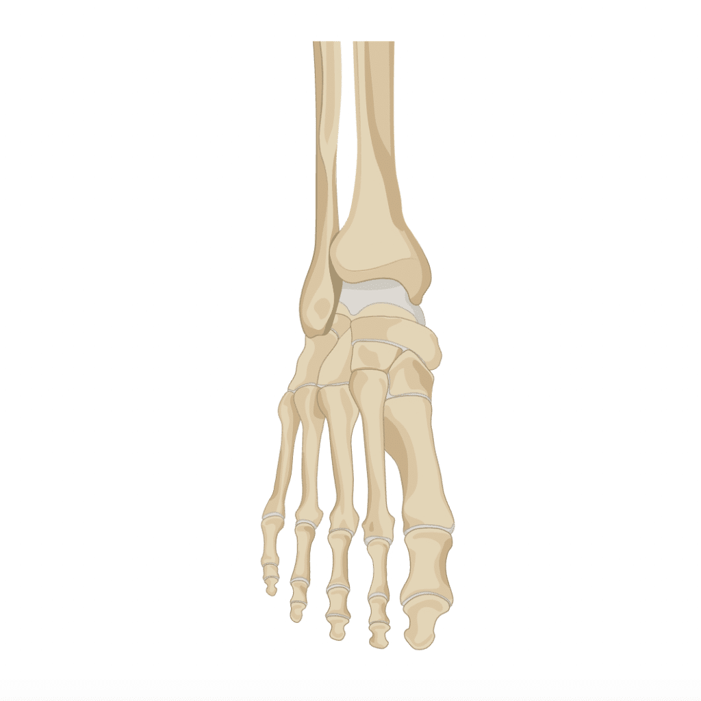Belmont Chiropractic - Rondebosch, Claremont, Souther Suburbs, Cape Town - Ankles