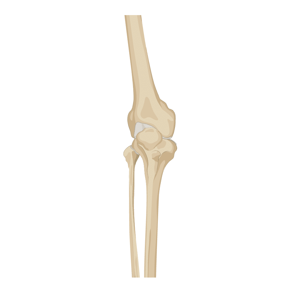 Belmont Chiropractic - Rondebosch, Claremont, Southern Suburbs, Cape Town - Knees