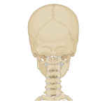 Belmont Chiropractic - Rondebosch, Claremont, Southern Suburbs, Cape Town - Neck and Upper Back