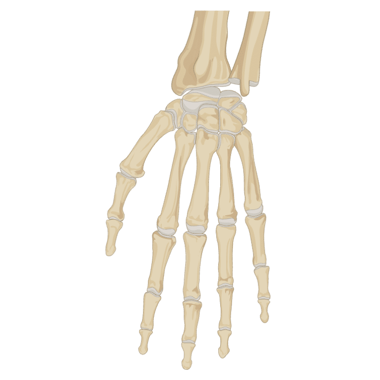 Belmont Chiropractic - Rondebosch, Claremont, Southern Suburbs, Cape Town - Wrist and Hands